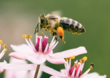 7 avril à Saumur : Conférence Saumur Temps Libre