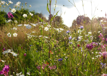 Maine-et-Loire. Commission permanente du 10 mars 2022 : Le Département « acteur majeur de la Biodiversité »