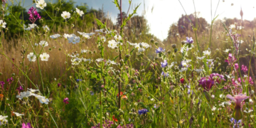 Maine-et-Loire. Commission permanente du 10 mars 2022 : Le Département « acteur majeur de la Biodiversité »