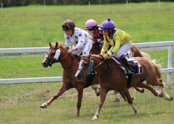 Anjou. Les courses de poneys : une discipline à découvrir !