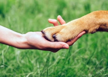 Météo du weekend. Le poids de la condition animale dans le vote des français