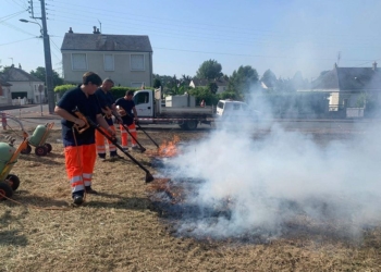4 avril à Saumur. Une réunion d’information sur les fourmis