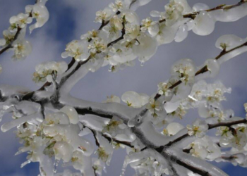 Maine-et-Loire. Gel de printemps 2021 : indemnisations complémentaires