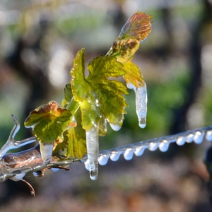 gel-vigne - Saumur Kiosque