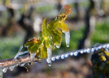 1er avril à Bourgueil. Avant-première : « Les promesses de l’aube – des vignerons face au gel »