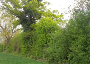 Maine-et-Loire. Un appel de l’office de la Biodiversité à ne pas tailler les haies du 15 mars à fin juillet