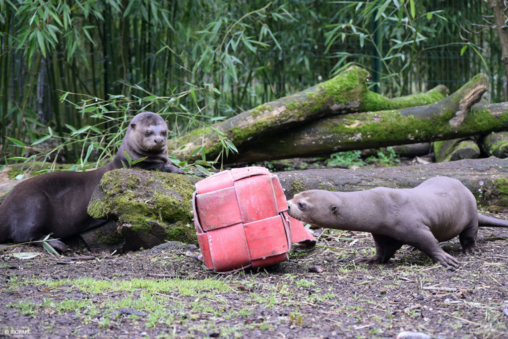 Doué-en-Anjou. La loutre géante du Bioparc envoyée en Argentine, bien acclimatée à sa nouvelle vie (vidéo)