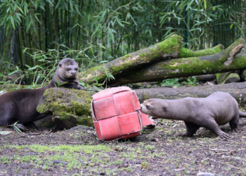Doué-en-Anjou. La loutre géante du Bioparc envoyée en Argentine, bien acclimatée à sa nouvelle vie (vidéo)