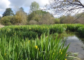 Chinonais. Marais de Taligny : 15 hectares supplémentaires pour le site et une ouverture au public