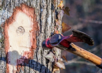 19 mars à Baugé-en-Anjou. Un atelier pour comprendre et analyser les forêts