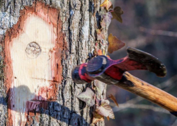 19 mars en Baugeois : Martéloscope participatif en Forêt domaniale de Chandelais