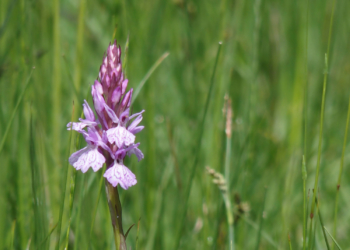 25 mars à Montsoreau. Conférence à la Maison du Parc : Orchidées d’ici et d’ailleurs
