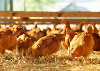 Maine-et-Loire. Détection d’un foyer d’influenza aviaire hautement pathogène