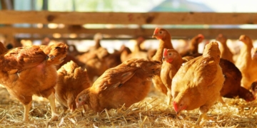 Maine-et-Loire. Détection d’un foyer d’influenza aviaire hautement pathogène