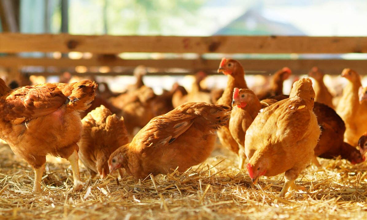Pays de la Loire. L’épidémie de grippe aviaire inquiète par son niveau de circulation