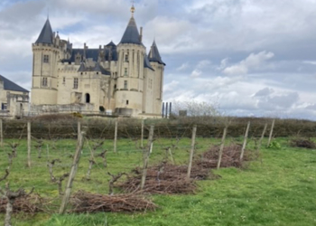 Saumur. Des fagots de sarments de vignes disponibles au château