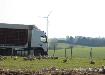 Influenza aviaire. Accidents de transport de volailles, le préfet de Maine-et-Loire demande une enquête approfondie