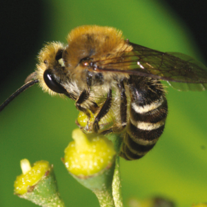 Abeille©PNRLAT - Saumur Kiosque