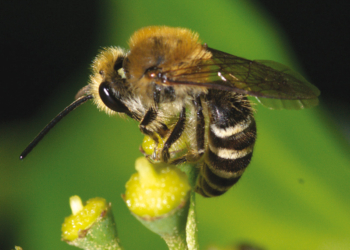 Du 27 avril au 8 mai à Montsoreau. Escape game : mission pollinisateurs à la Maison du Parc 