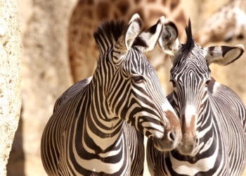 Doué-en-Anjou. Face à la sécheresse, le Bioparc vient au secours des zèbres au Kenya