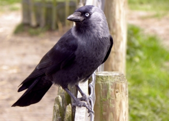 Maine-et-Loire. Une pétition adressée au préfet pour protéger les choucas des Tours