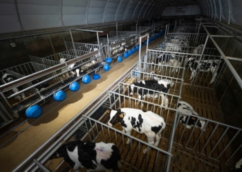 Montreuil-Bellay. Veaux maltraités : L’association L214 porte plainte contre Denkavit, photos et vidéos à l’appui