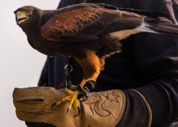 Chinon. Des faucons pour éloigner les corvidés des quais et promenades