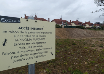 Saumur. Fourmis invasives aux Violettes : la lutte s’organise et la ville aide financièrement les riverains