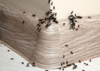 Dossier. Lutter contre les nuisibles : les bons gestes à connaître