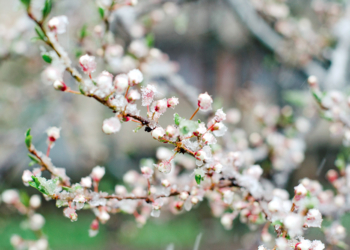 Saumurois. Gel dans les vignes et vergers : jusqu’à – 7 degrés. Des dégâts sur les plantes inévitables