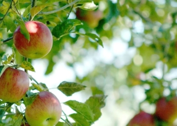 Beaufort-en-Anjou. Habitants, participez à la conception de la haie nourricière