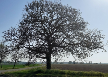 28 avril à Saumur. Je recherche mes ancêtres