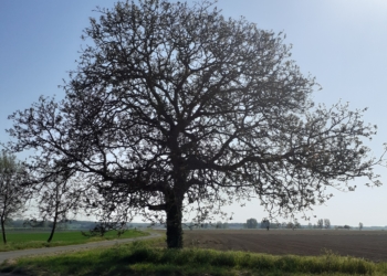 14 avril à Saumur : Rendez-vous Généalogie