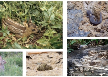 Pays de la Loire. Saison des naissances dans les forêts, gardons nos animaux sous contrôle
