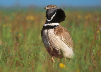 Montreuil-Bellay. La LPO lance sa campagne de suivis ornithologiques sur la Champagne de Méron