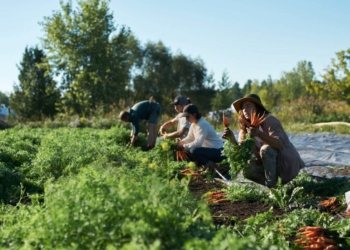 Saumurois. De forts besoins de main-d’œuvre en 2022 et des emplois saisonniers en baisse