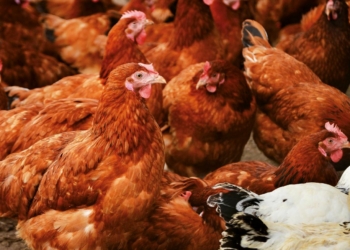 Grippe aviaire : Le virus s’étend, le Saumurois de plus en plus touché