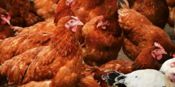 Grippe aviaire : Le virus s’étend, le Saumurois de plus en plus touché