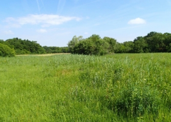 Montreuil-Bellay. A la recherche d’un éleveur pour entretenir les prairies humides