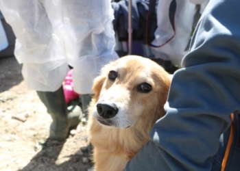 Pays de la Loire. La SPA recherche des délégués-enquêteurs bénévoles