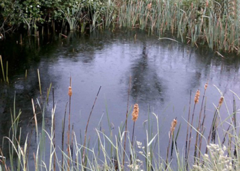 Saumurois. L&rsquo;Agglo poursuit l&rsquo;inventaire des zones humides sur son territoire