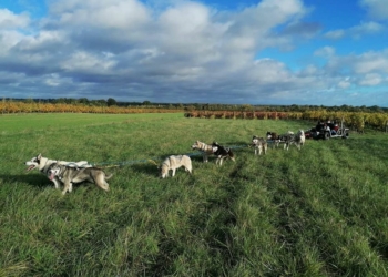Idée Sortie #3. Saumurois. Découvrez le vignoble en chiens de traîneau