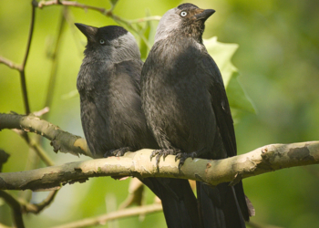 Maine-et-Loire. Choucas des Tours : Une association attaque l’arrêté du Préfet