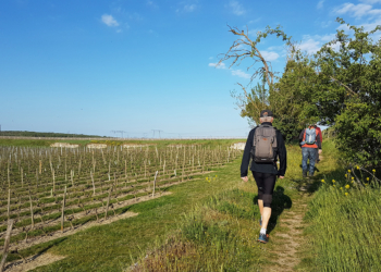 Saumurois. L’offre de randonnées s’enrichit