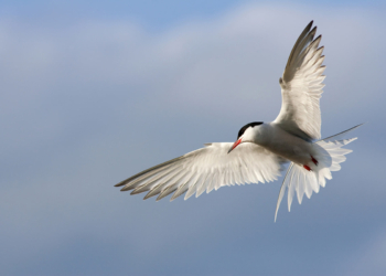 Environnement : Les Sternes sont de retour en Val de Loire !