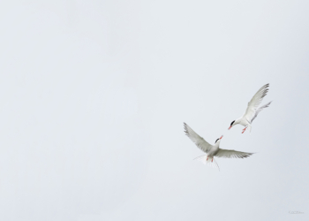 Du 11 mai au 15 juin à Montsoreau : « Loire nature », nouvelle exposition à la Maison du Parc
