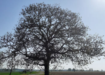 12 mai à Saumur : Portes ouvertes à l’association généalogique de l’Anjou antenne de Saumur