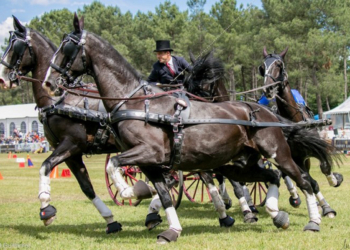 Saumur. Le gratin de l’attelage Français à Verrie du 2 au 5 juin 2022 !