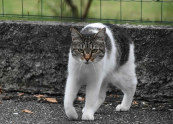 Doué-en-Anjou. Chats errants : une campagne de stérilisation jusqu’au 30 mai