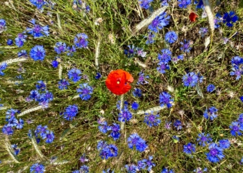 Saumurois : Concours Photos